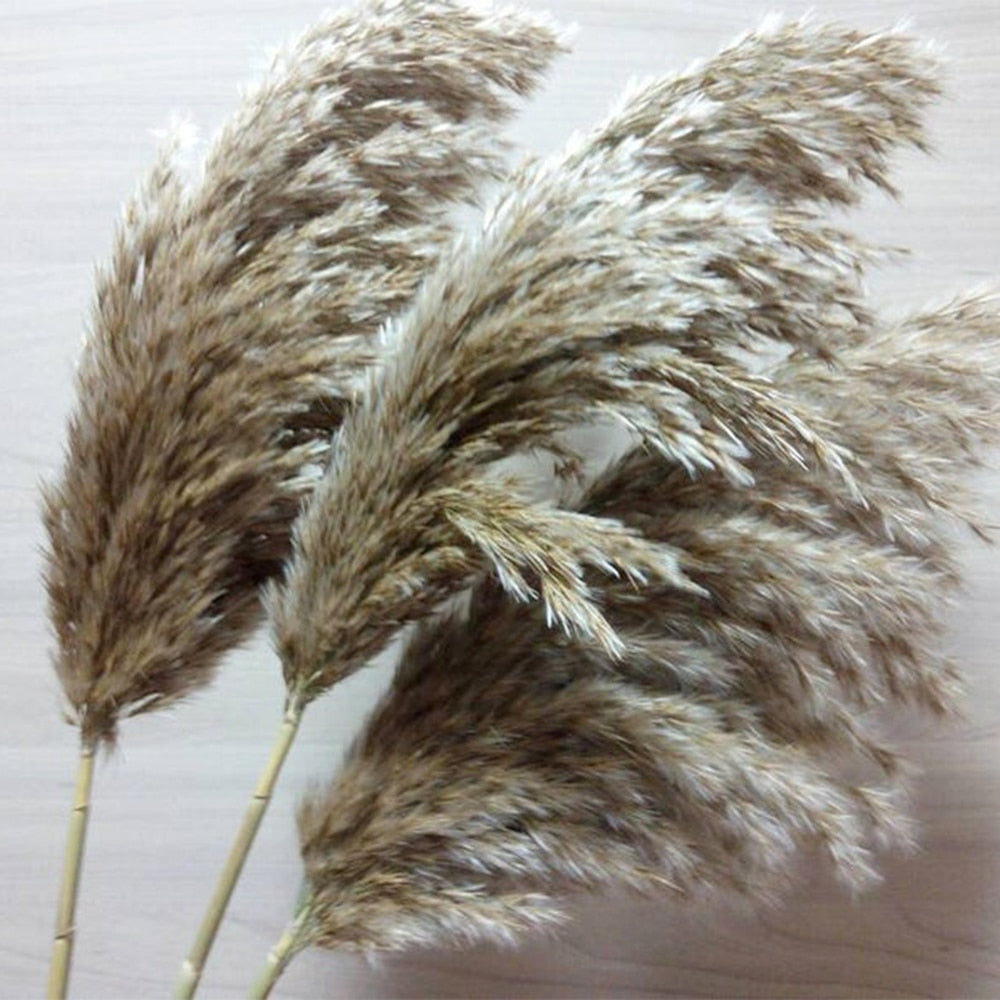 Color Dried Pampas Grass Bouquet