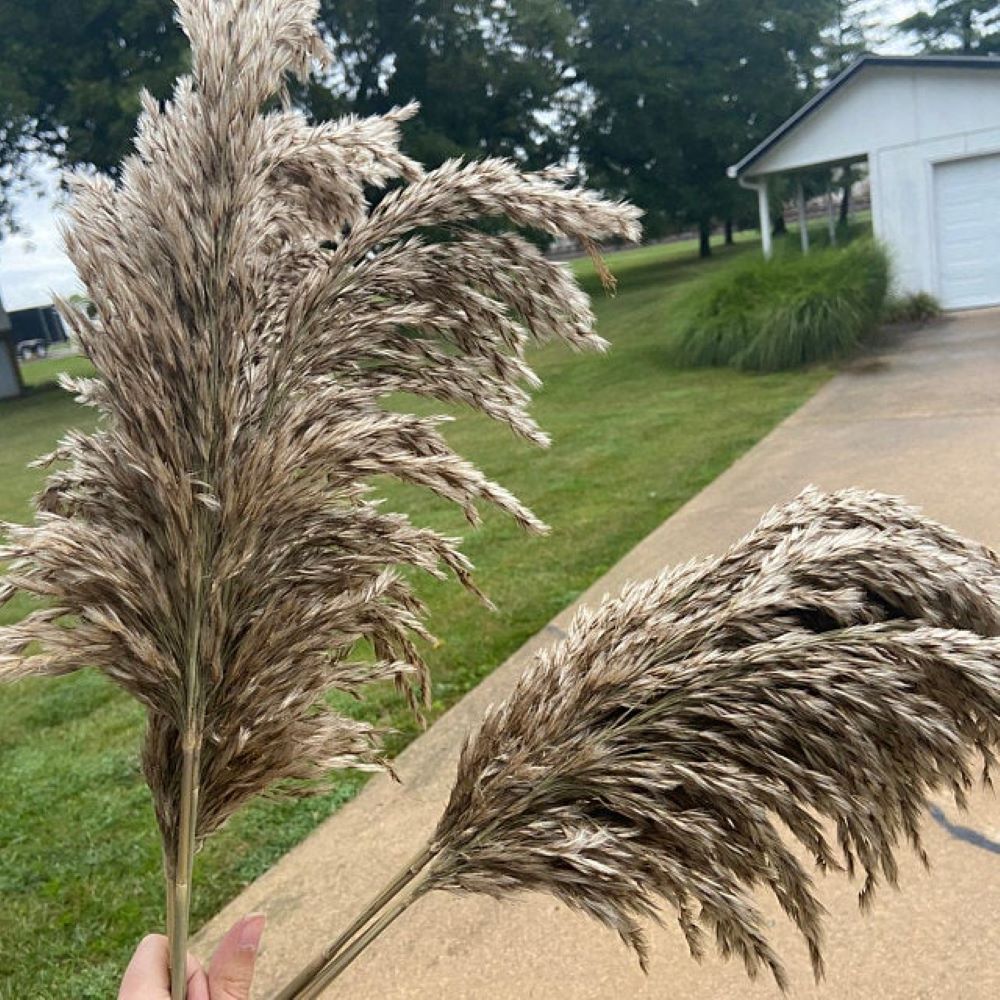 Color Dried Pampas Grass Bouquet